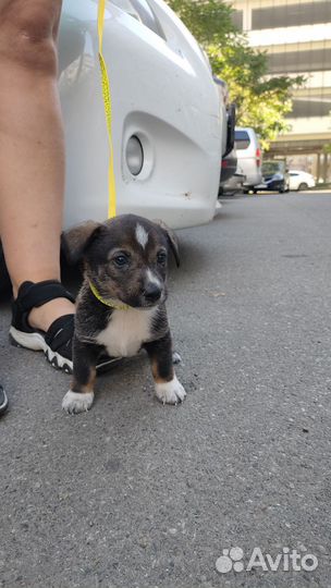 Маленькая собака в добрые руки бесплатно