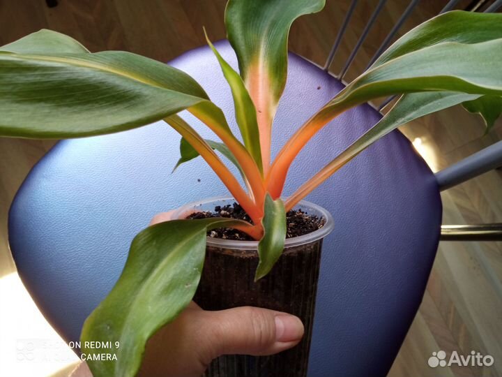 Хлорофитум Грин Оранж