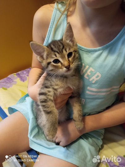 Котодетки в добрые руки