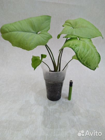 Сингониум Пинк и Батерфляй