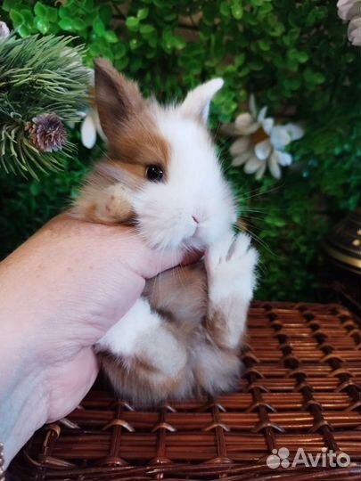 Кролики карликовые. Декоративные мини