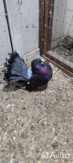 Голуби павлины