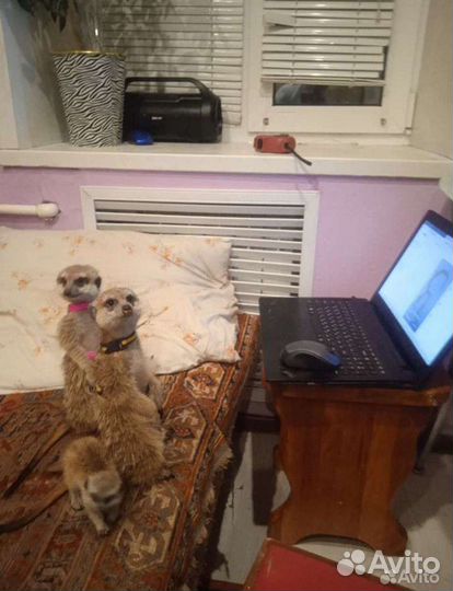 Малыши сурикатики