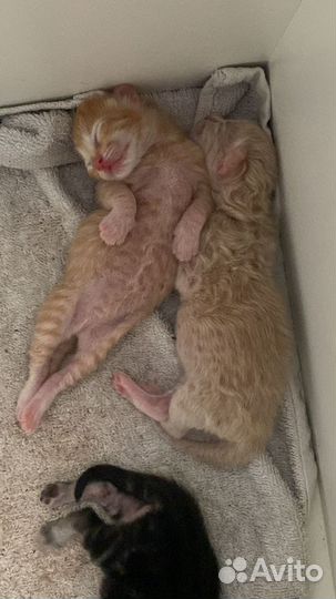 Маленькие котята