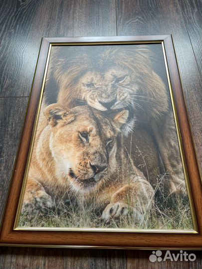 Фотокартина со львами 34х50 см