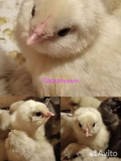 Пасхальные цыплятки