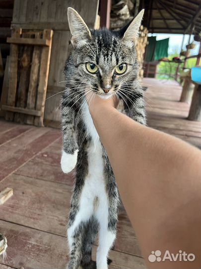 Отдам котят в добрые руки