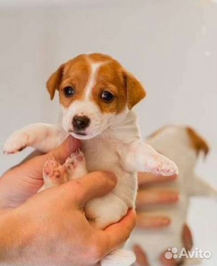 Щенки джек Рассел терьер гладкошерстный