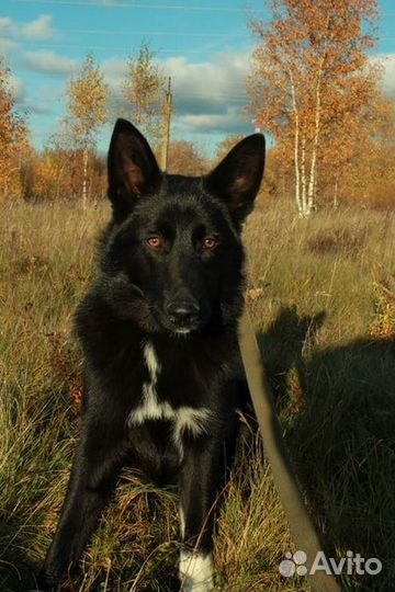 Ника ищет семью