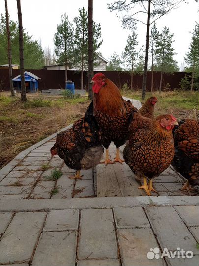 Инкубационное яйцо Виандот