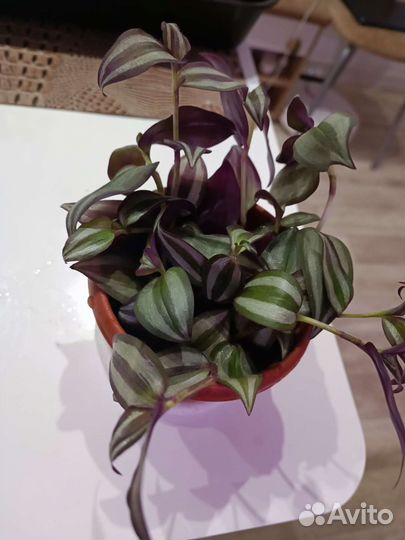 Традесканция зебрина