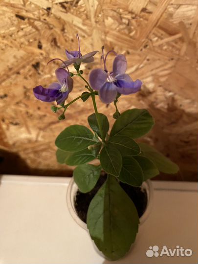 Клеродендрум Угандийский