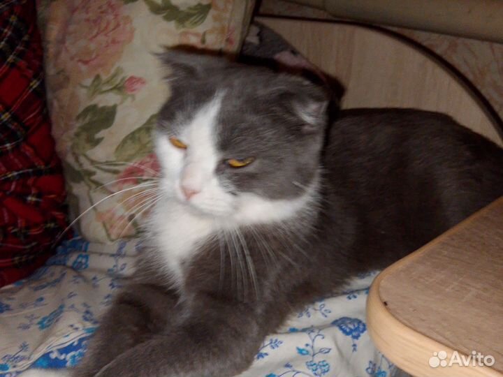 Отдам бесплатно кота