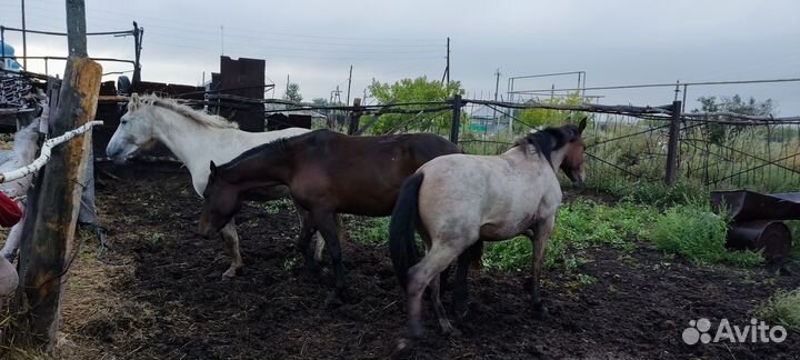 Лошади, жеребчики