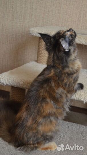 Девочка мейн-кун