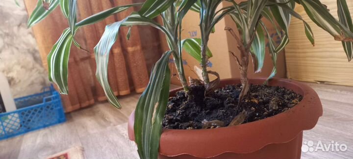 Домашний цветок в горшке