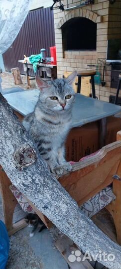 Кошка в добрые руки