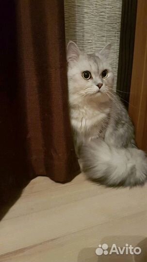 Кот ищет девочку