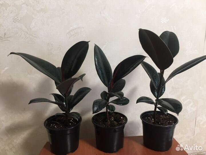 Фикус Черный Принц Робуста Эластика каучуконосный
