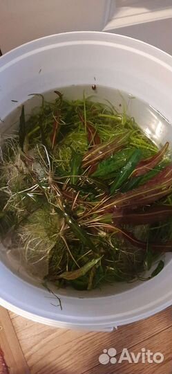 Для аквариума