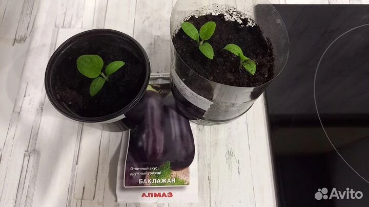 Рассада баклажан
