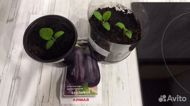 Рассада баклажан