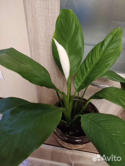 Спатифиллум Сильвио, пеларгония