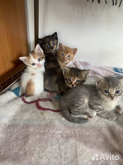 Котята в добрые руки 1 месяц