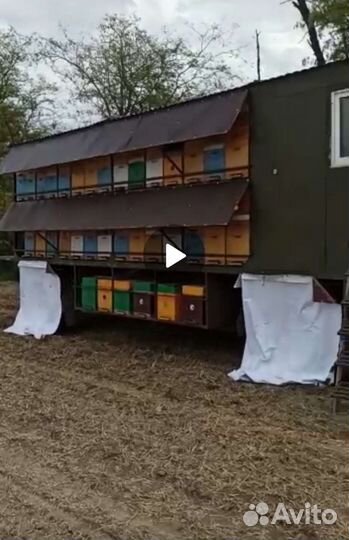 Пчелы. Пчелоприцеп