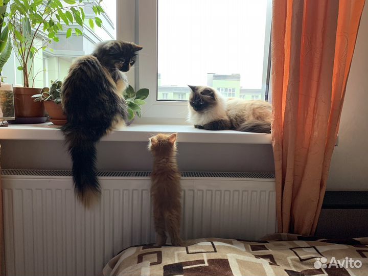 Передержка животных Славянка/Пушкин/Павловск/Колпи