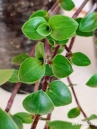 Традисканции