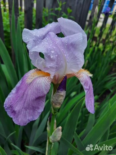 Ирис