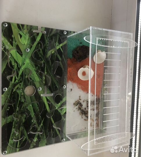 Муравьиная ферма без муравьев