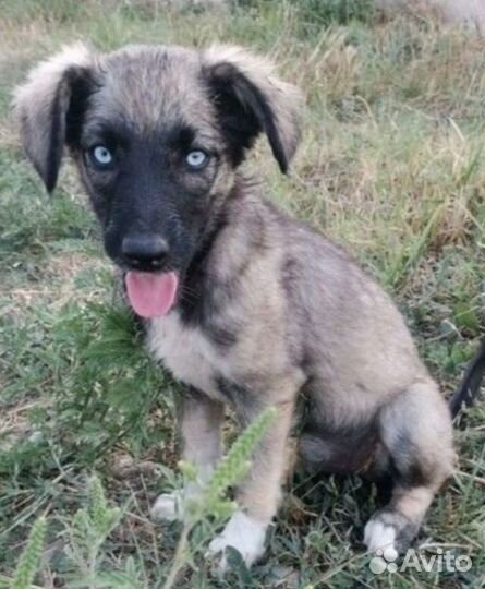 Щенок девочка