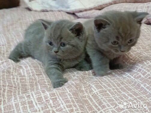 Британские котята