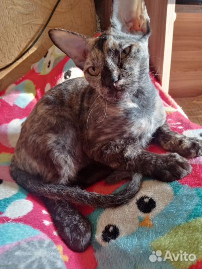 Донской сфинкс