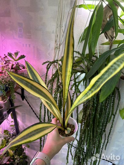 Редкие суккуленты и др