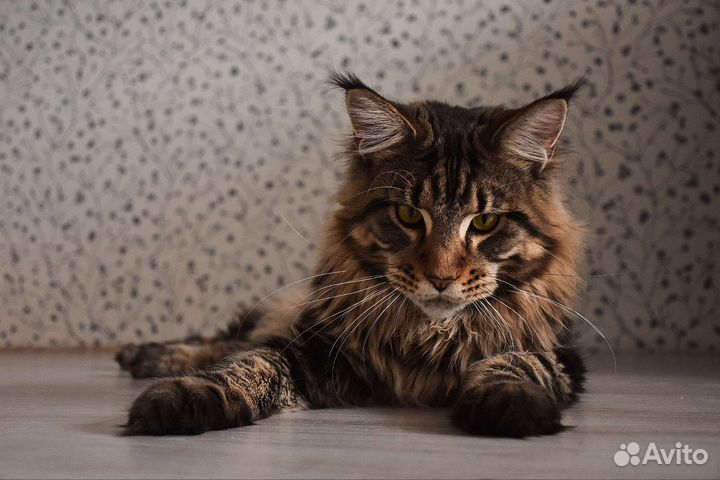 Кот мейн-кун вязка