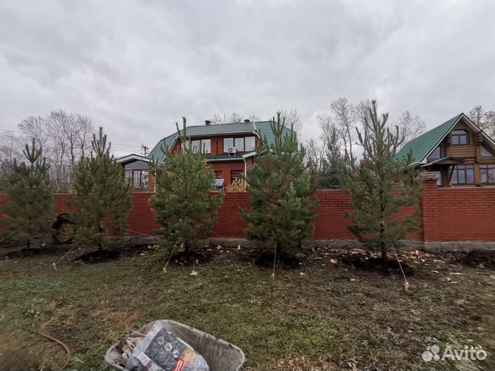 Деревья крупномеры