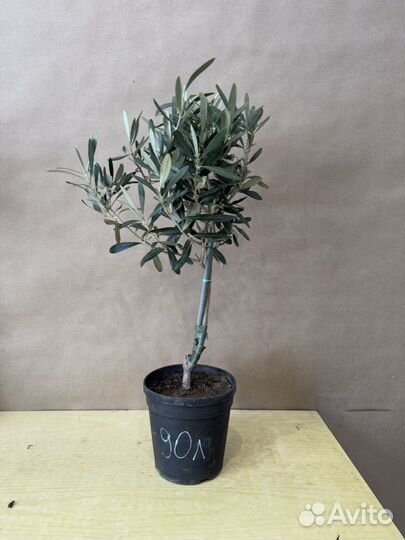 Оливковое дерево олива Европейская