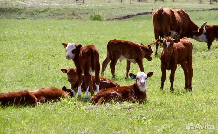 Быки и телки