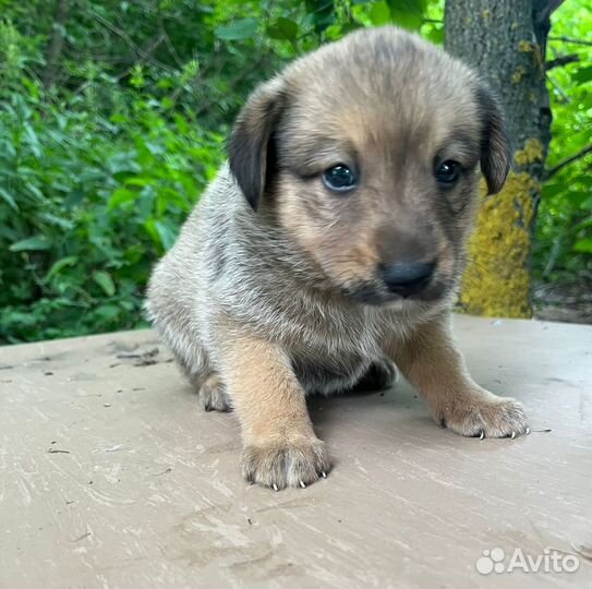 Отдам в добрые руки
