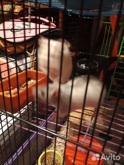 Крыса домашняя