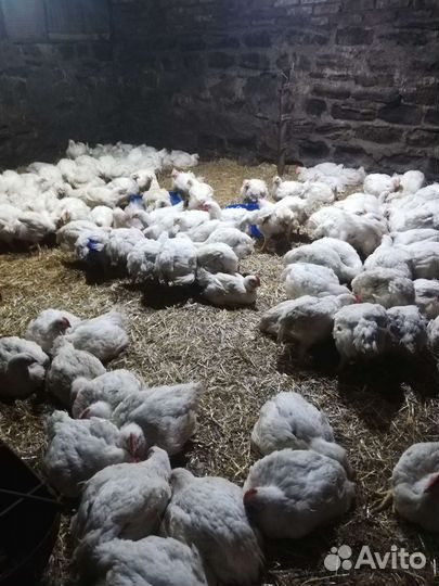 Куры бройлеры