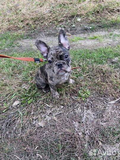 Французский бульдог