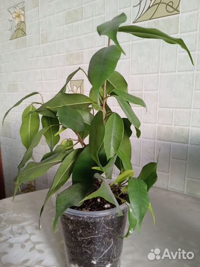 Фикус бенджамина