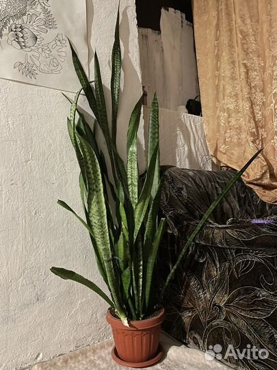 Сансевиерия