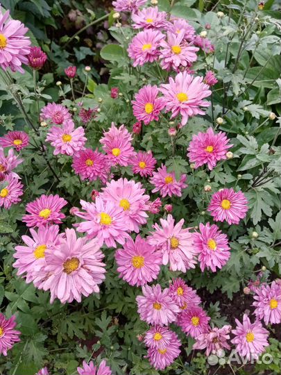 Хризантемы, ромашки, флоксы