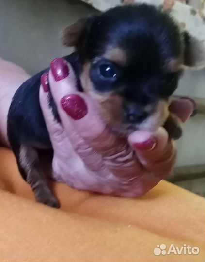 Йоркширский терьер мини