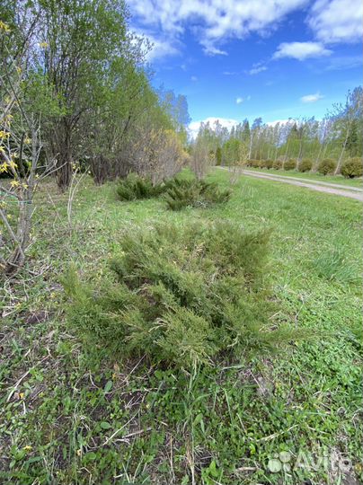 Можжевельник Казацкий